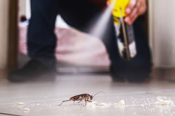 Trusted Egypt Lake Leto, FL Pest Control Experts